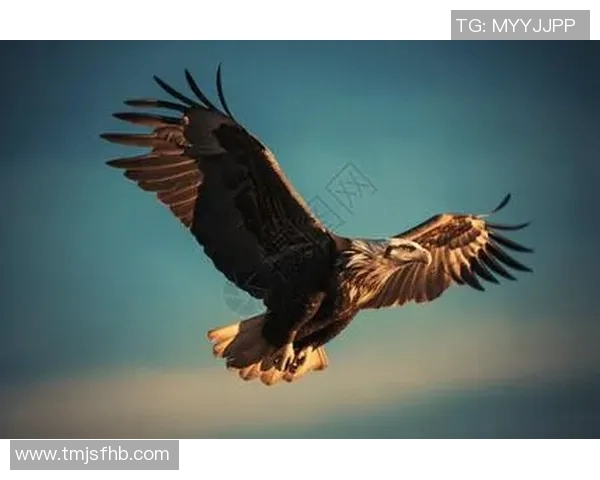 翱翔天际的王者探秘老鹰的生态习性与生存智慧